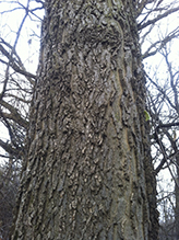 northern hackberry