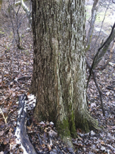 northern hackberry