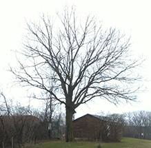 northern hackberry