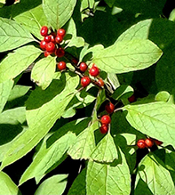 common winterberry - Featured photo