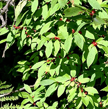 Click to enlarge common winterberry 08