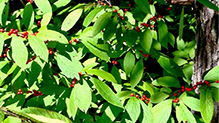 Click to enlarge common winterberry 09