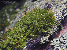 crisped pincushion - Featured photo