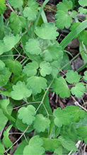 Click to enlarge early meadow-rue 11