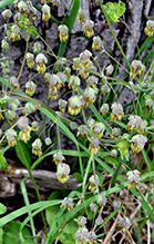 Click to enlarge early meadow-rue 12