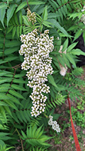 false spiraea - Featured photo