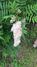 false spiraea 03