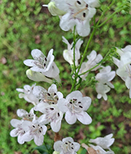 foxglove beardtongue 22