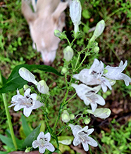 foxglove beardtongue 24