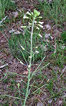 Graham’s rockcress 02
