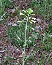Graham’s rockcress 03