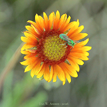 Click to enlarge great blanketflower 07