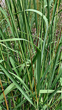 Indiangrass 07