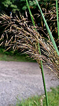 Indiangrass 08