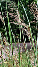 Indiangrass 09