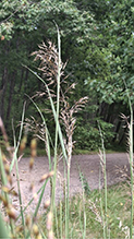 Indiangrass 10