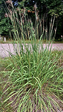 Indiangrass 11