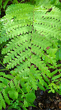 Click to enlarge interrupted fern 18