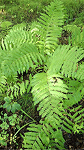Click to enlarge interrupted fern 19
