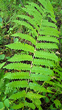 Click to enlarge interrupted fern 20
