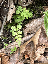lowland brittle fern - Featured photo