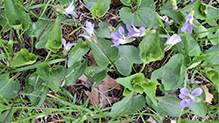 marsh blue violet - Featured photo