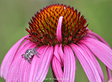 narrow-leaved purple coneflower - Featured photo