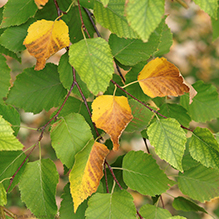 paper birch - Featured photo
