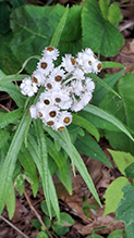 pearly everlasting 12