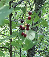 pin cherry 12