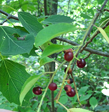 pin cherry 13
