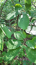 pin cherry 14
