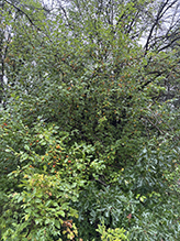 Click to enlarge prairie crabapple 03