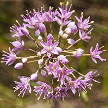 prairie onion - Featured photo