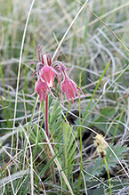 Click to enlarge prairie smoke 14