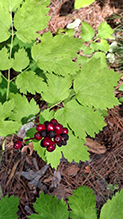 red baneberry 31