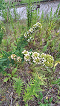 Click to enlarge round-headed bush clover 18