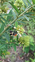 Click to enlarge round-headed bush clover 19