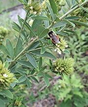 Click to enlarge round-headed bush clover 20