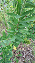 Click to enlarge round-headed bush clover 21