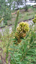 Click to enlarge round-headed bush clover 22