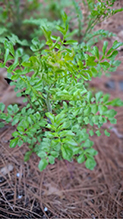 sand bittercress 01