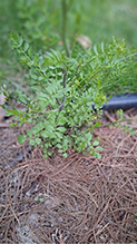 sand bittercress 02