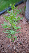 sand bittercress - Featured photo