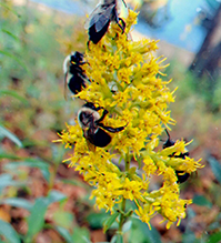 showy goldenrod species complex 01