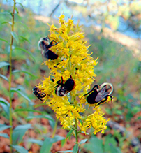 showy goldenrod species complex 02