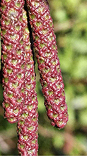 Click to enlarge speckled alder 11