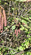 Click to enlarge speckled alder 13