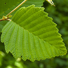 speckled alder - Featured photo