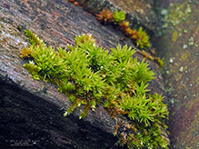 starry bristle moss - Featured photo